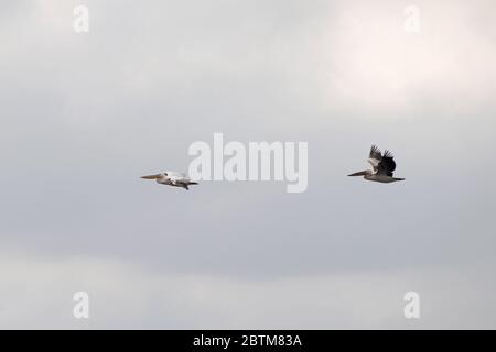 Pélicans dans le delta du Danube, Roumanie Banque D'Images