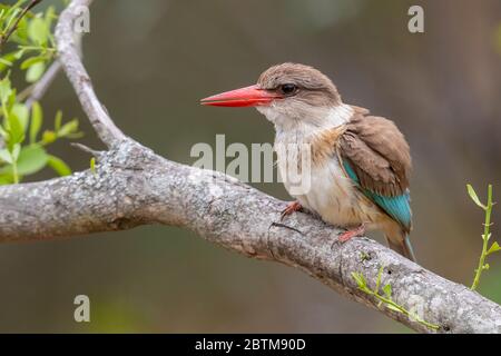 Kingfisher à capuchon brun (Halcyon albiventris), femelle adulte perchée sur une branche, Mpumalanga, Afrique du Sud Banque D'Images