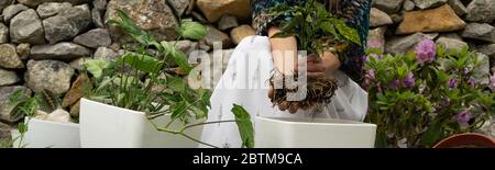 Vue sur les plantes en pots transplantées par une femme adulte dans le jardin Banque D'Images