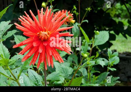 Fleur Dahlia rouge. Banque D'Images