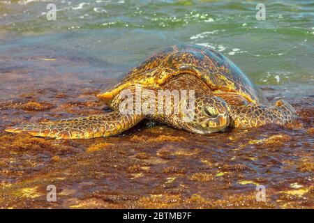 La tortue de mer hawaïenne ou la tortue de mer verte se trouve sur la rive de Laniakea Beach ou Turtle Beach sur l'île d'Oahu, à Hawaï, aux États-Unis. Banque D'Images