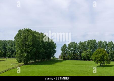 Vues sur la campagne au printemps avec des lignes d'arbres qui se croisent depuis le village de Boughton, Northamptonshire, Royaume-Uni Banque D'Images