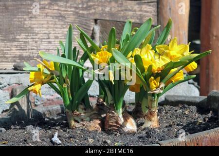 Les premières fleurs de narcisse jaune tendre de printemps fleurissent près d'une maison rurale. Macro d'extérieur ensoleillé Banque D'Images