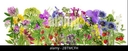 Temps d'été, les feuilles et les fleurs ligne de bordure macro . Isolé sur un ensemble de studio blanc Banque D'Images