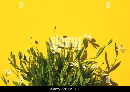 Bouquet délicat de petites fleurs sur fond jaune. Concept été Flat Lay Banque D'Images