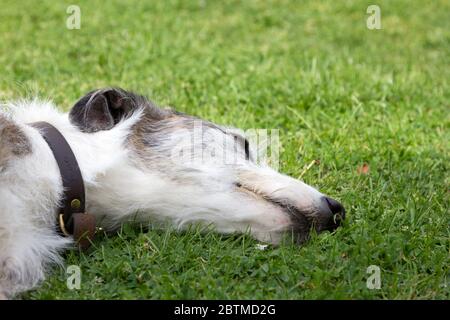 Chien Lurcher couché Banque D'Images