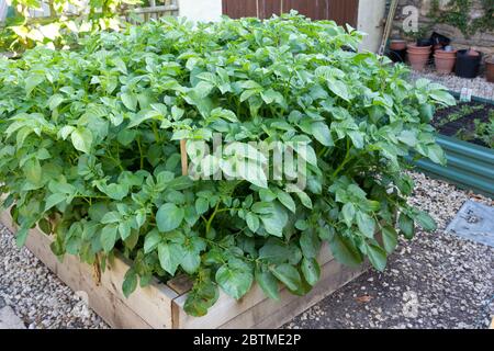 Plants de pommes de terre poussant dans un lit surélevé Banque D'Images