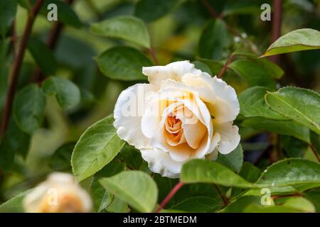 Rosa Champagne moment ou « Korvanaber ». Le centre de l'abricot rougeux qui s'estompe avec l'âge. Jardin du cottage Rose. Banque D'Images