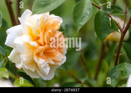 Rosa Champagne moment ou « Korvanaber ». Le centre de l'abricot rougeux qui s'estompe avec l'âge. Jardin du cottage Rose. Banque D'Images