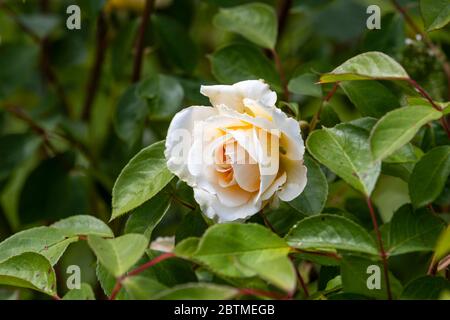 Rosa Champagne moment ou « Korvanaber ». Le centre de l'abricot rougeux qui s'estompe avec l'âge. Jardin du cottage Rose. Banque D'Images