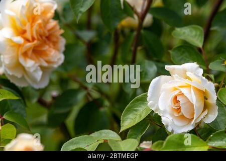 Rosa Champagne moment ou « Korvanaber ». Le centre de l'abricot rougeux qui s'estompe avec l'âge. Jardin du cottage Rose. Banque D'Images