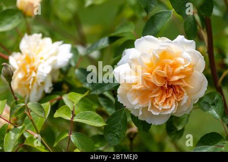 Rosa Champagne moment ou « Korvanaber ». Le centre de l'abricot rougeux qui s'estompe avec l'âge. Jardin du cottage Rose. Banque D'Images