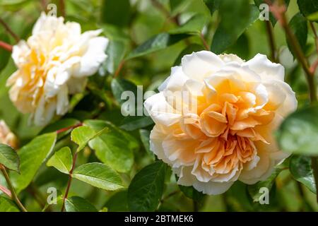 Rosa Champagne moment ou « Korvanaber ». Le centre de l'abricot rougeux qui s'estompe avec l'âge. Jardin du cottage Rose. Banque D'Images