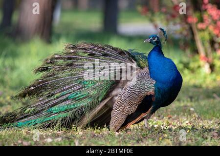 Belle photo d'oiseau colorée Banque D'Images