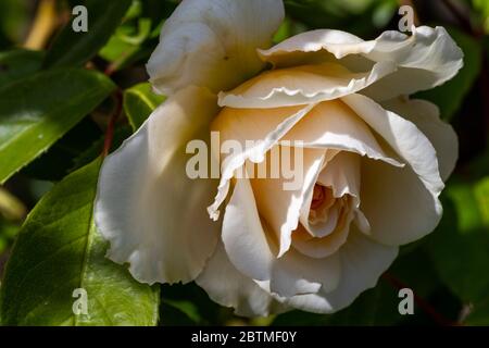 Rosa Champagne moment ou « Korvanaber ». Le centre de l'abricot rougeux qui s'estompe avec l'âge. Jardin du cottage Rose. Banque D'Images