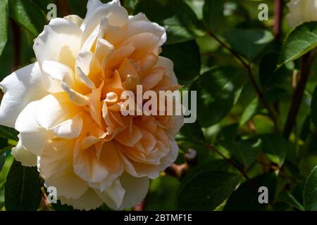 Rosa Champagne moment ou « Korvanaber ». Le centre de l'abricot rougeux qui s'estompe avec l'âge. Jardin du cottage Rose. Banque D'Images