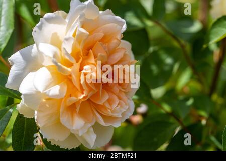 Rosa Champagne moment ou « Korvanaber ». Le centre de l'abricot rougeux qui s'estompe avec l'âge. Jardin du cottage Rose. Banque D'Images