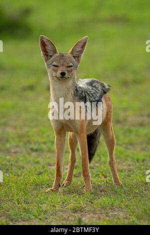 Le jackal à dos noir repose sur les yeux de fermeture de l'herbe Banque D'Images