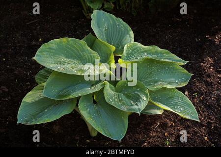 Le premier ressort part. Une des nombreuses variétés de plantes éprises d'ombre du genre Hosta. Banque D'Images