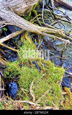 Vue détaillée d'un tronc d'arbre sur une rive de lac avec de l'herbe verte. Banque D'Images