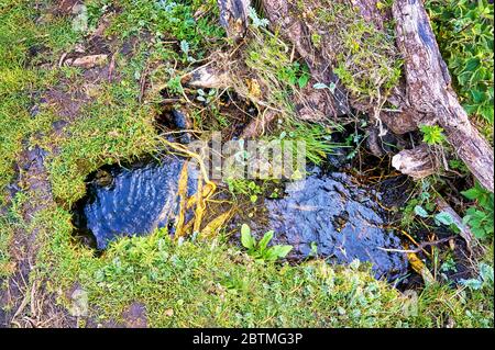 Trou d'eau sur la rive avec tronc d'arbre et végétation verte. Arrière-plan nature. Banque D'Images