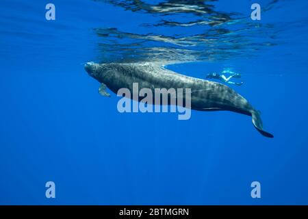 Petite baleine pilote à ailettes arrivant à la surface, Océan Indien, Maurice. Banque D'Images