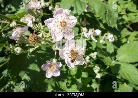 blackberry de l'Himalaya ou Rubus Armeniacus Banque D'Images
