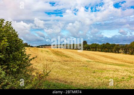 Un sentier traverse les champs récoltés près de East Farleigh, Kent, Royaume-Uni Banque D'Images