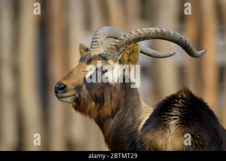 Nile Lechwe - Kobus megaceros, petite belle antilope de savanes africaines et de prairies, Ethiopie. Banque D'Images