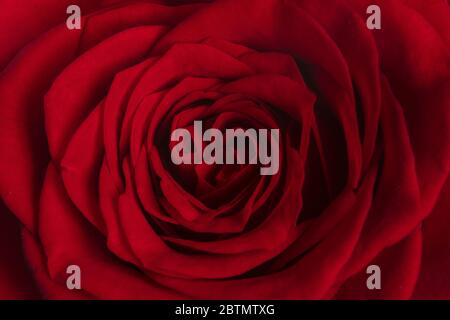 Gros plan de Red Rose dans le studio avec lumières studio d'intérieur, Macro de Red Rose Banque D'Images