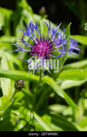 Floriale vivace (Centaurea montana) dans un jardin. Angleterre, Royaume-Uni. Banque D'Images