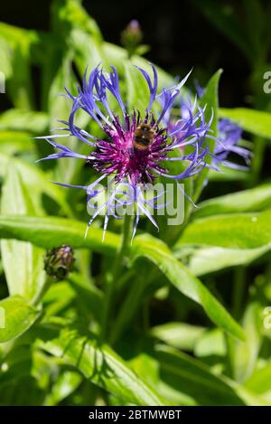 Fleur de maïs vivace (Centaurea montana) avec une abeille collectant du pollen. Angleterre, Royaume-Uni. Banque D'Images