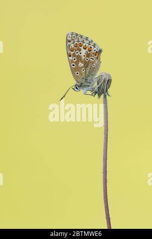 Femelle Adonis Blue (Polyommatus bellargus) roosting papillon avec ses ailes fermées, perchée sur une tête de semis. Prise à Barnsley Warren SSSI, Cotswolds. Banque D'Images