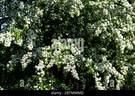 Peut fleurir sur un arbre de Hawthorn (Crataegus). Angleterre, Royaume-Uni. Banque D'Images