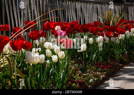 Leicester Square vide de circulation et de personnes. La région est déserte en raison des règlements de confinement mis en place pendant l'épidémie de coronavirus au Royaume-Uni. Banque D'Images