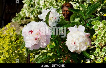 Paeonia lactiflora 'Temple de Shirley' (pivoine) Banque D'Images