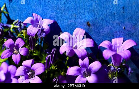 Campanula portenschlagiana Bellflower Banque D'Images