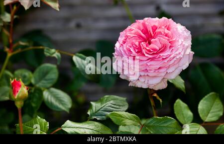 James Galway (Auscrystal) - Anglais rosier grimpant Banque D'Images