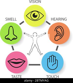 Icon Set de cinq sens humains : vision, odorat, ouïe, toucher, goût Illustration de Vecteur