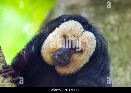 L'image de gros plan de saki à face blanche masculin. Une espèce du singe saki du Nouveau monde. Banque D'Images