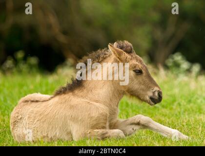 Un joli et mignon cheval dun foal d'un cheval islandais essaie de se lever de la prairie verte, très maladroit Banque D'Images