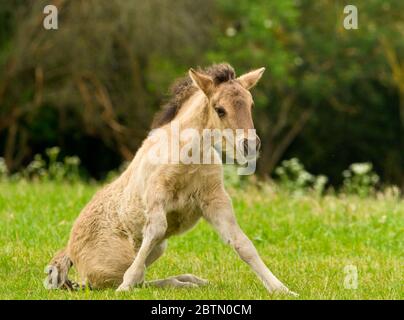 Un joli et mignon cheval dun foal d'un cheval islandais essaie de se lever de la prairie verte, très maladroit Banque D'Images