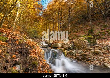 un ruisseau caché qui coule dans un beau hêtre d'automne - bois dans le parc naturel d'orecchiella, corfino - garfagnana Banque D'Images