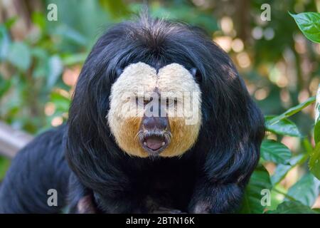 L'image de gros plan de saki à face blanche masculin. Une espèce du singe saki du Nouveau monde. Banque D'Images