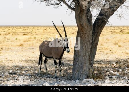 Oryx / Gemsbok à l'abri du soleil du désert, Namibie Banque D'Images