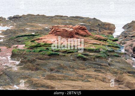 Rivage en grès rouge, entouré d'algues vertes. Banque D'Images