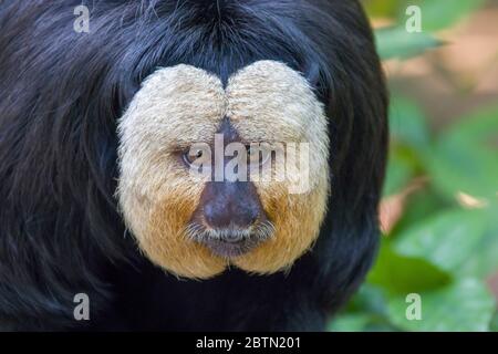 L'image de gros plan de saki à face blanche masculin. Une espèce du singe saki du Nouveau monde. Banque D'Images