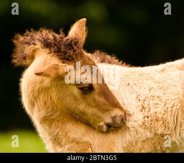 Portrait d'un joli, beau, petit dunhorse foal, quelques jours vieux avec un peautre léger de fleur, un cheval de cheval de l'Islande foal Banque D'Images