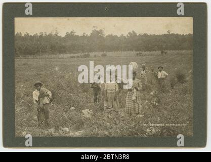 Collecte des pastèques. Une impression d'albumine sur une carte de cabinet représentant un groupe de picking de pastèques dans un champ. La photographie montre quatre (4) hommes et quatre (4) femmes debout dans un grand champ, certains portant des pastèques ou des sacs. Trois (3) des femmes ont des pastèques équilibrées sur leur tête. Banque D'Images