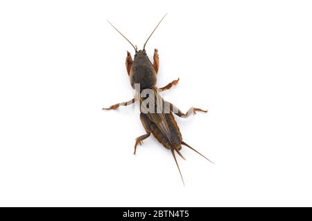 La macro-photo européenne de cricket de taupe isolée sur fond blanc Banque D'Images